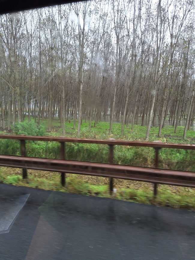 El bosque está inundado 