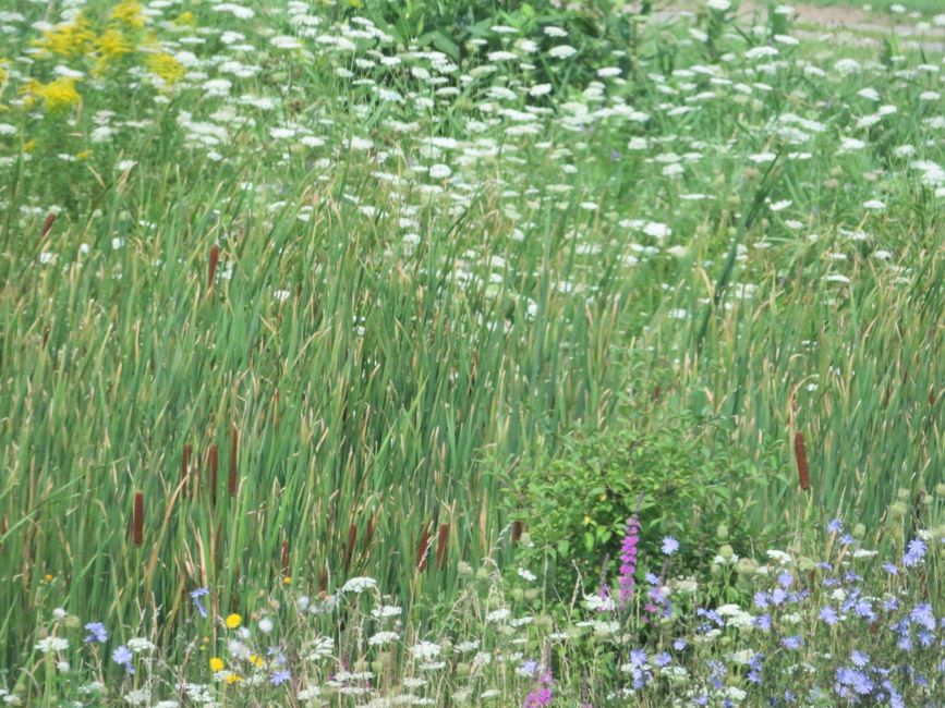 Wide flower meadows in front of Ottawa