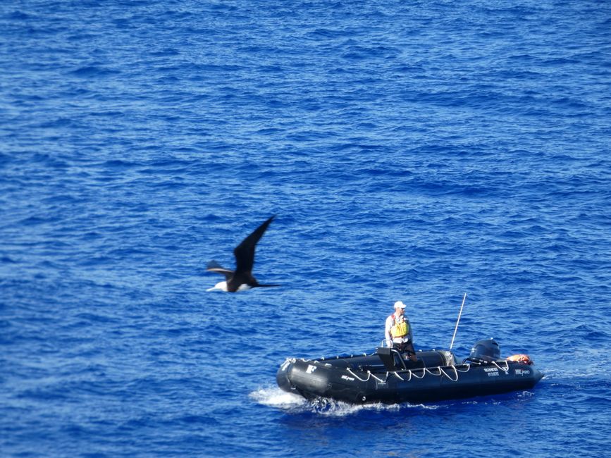 Henderson, Îles Pitcairn
