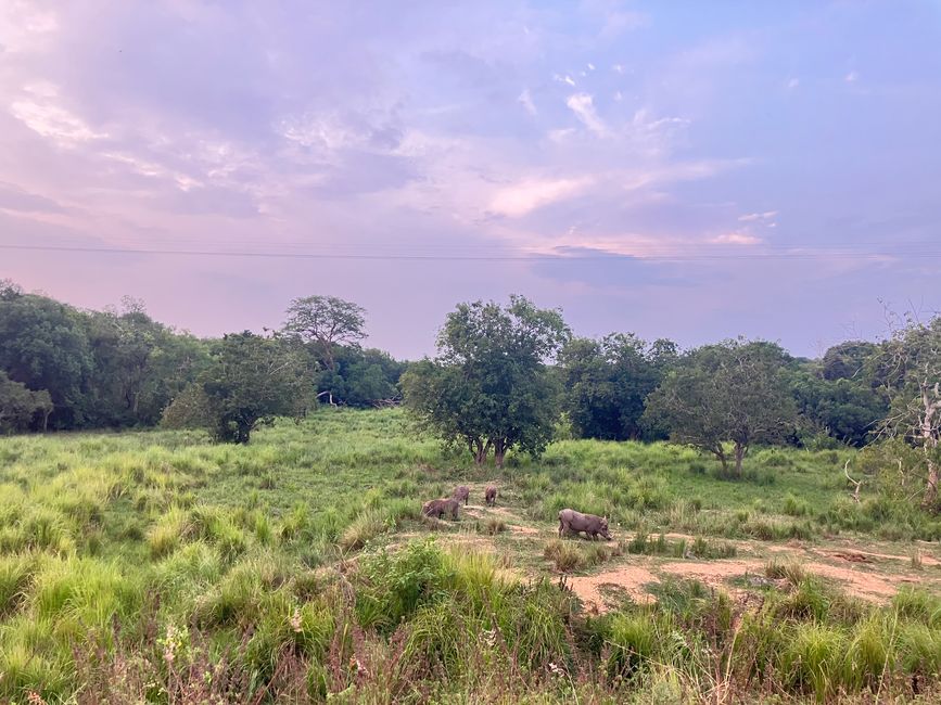 Nationalpark Murchison Falls