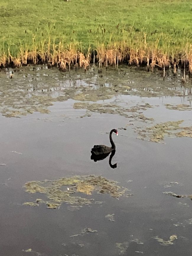 ... mit schwarzem Schwan