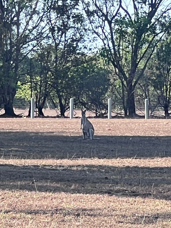 Australien (Tag 251- 260)