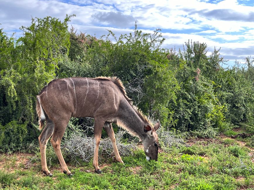 Addo Elephant Park