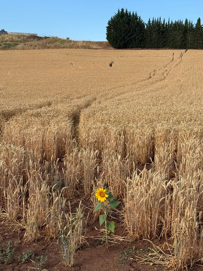 Meine Sonne