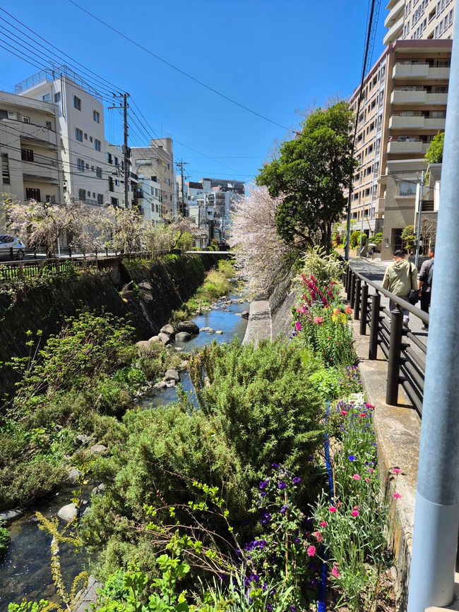En el río Nakashima