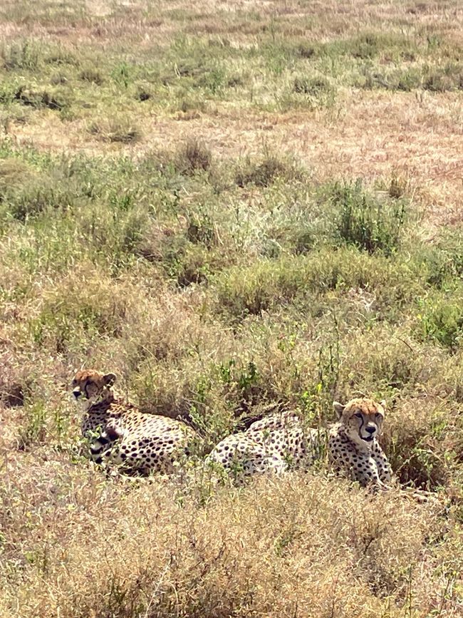 En la Serengeti - Día 1