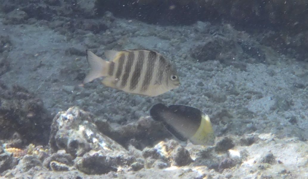 2025-04-30 Raiatea and Taha'a