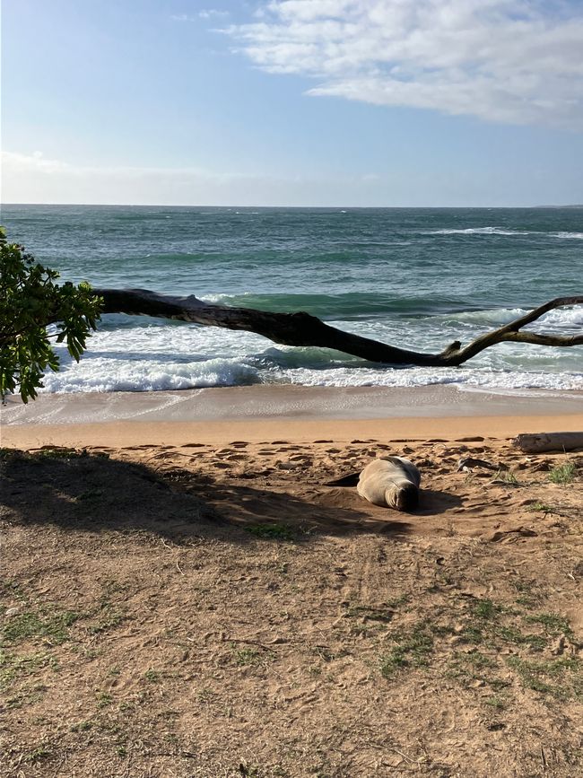 Big monk seal at Kapa.a beach