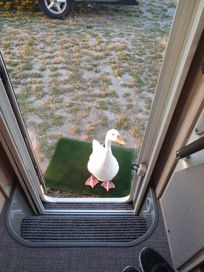 Visit from a goose