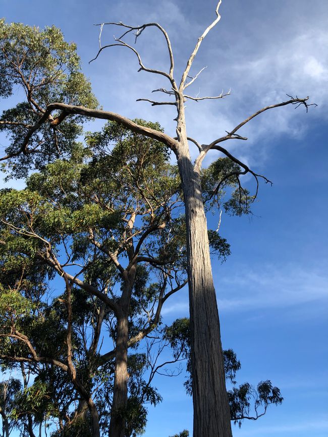 Tasmanien - Port Arthur und der Tasman National Park