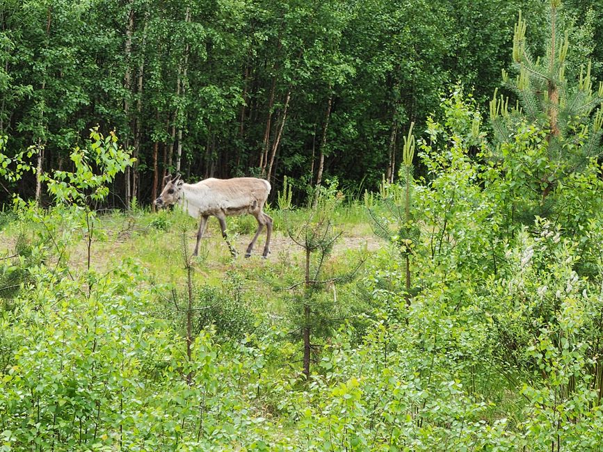 Rentiere sieht man in Lappland ständig