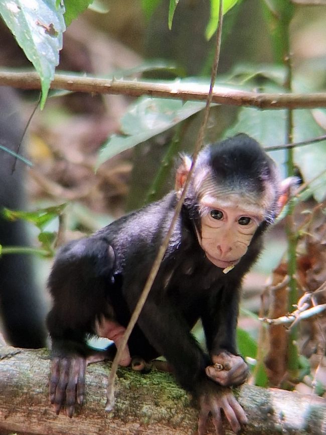 Tag 25/26 Tangkoko