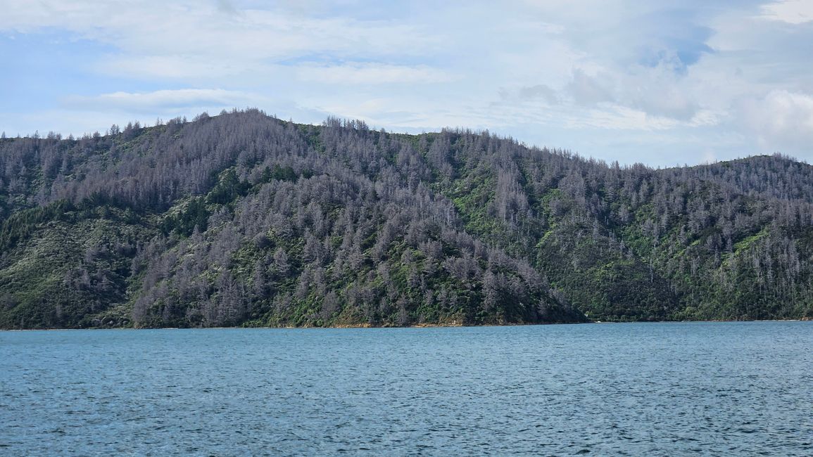 Picton - Queen Charlotte Track