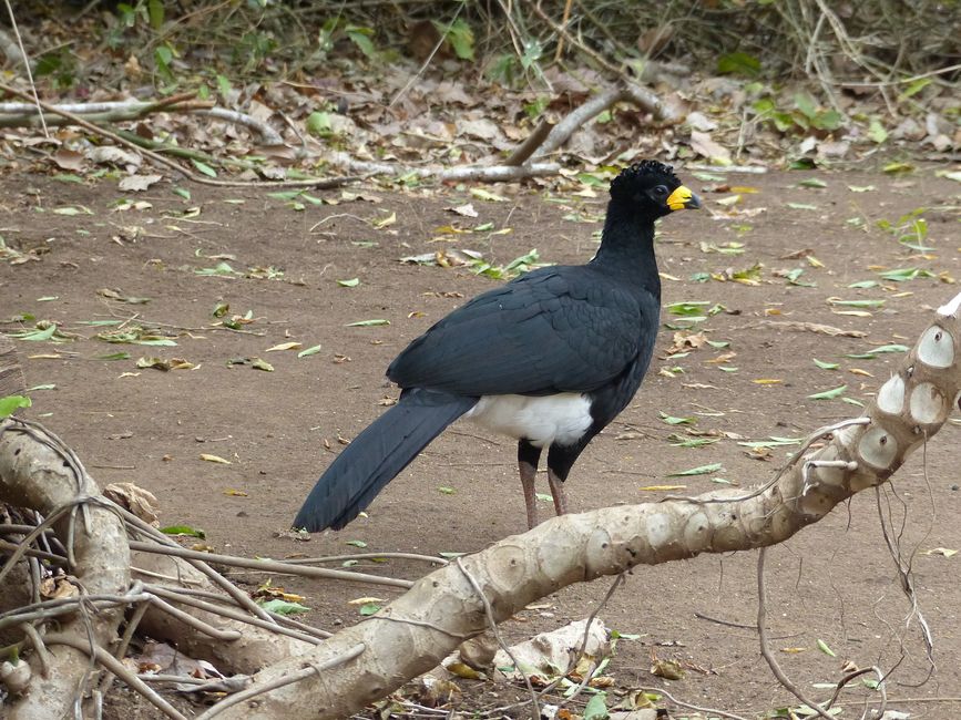 Refugio Canaa Brasil