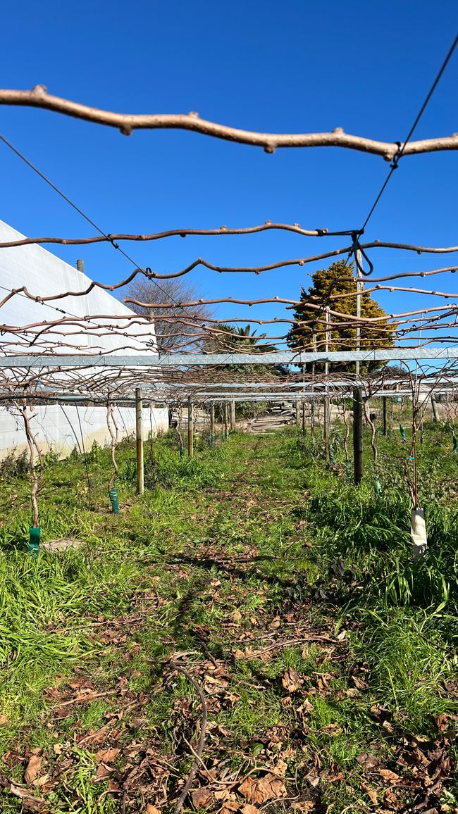 Eine Reihe Kiwi-Pflanzen nach dem Festbinden