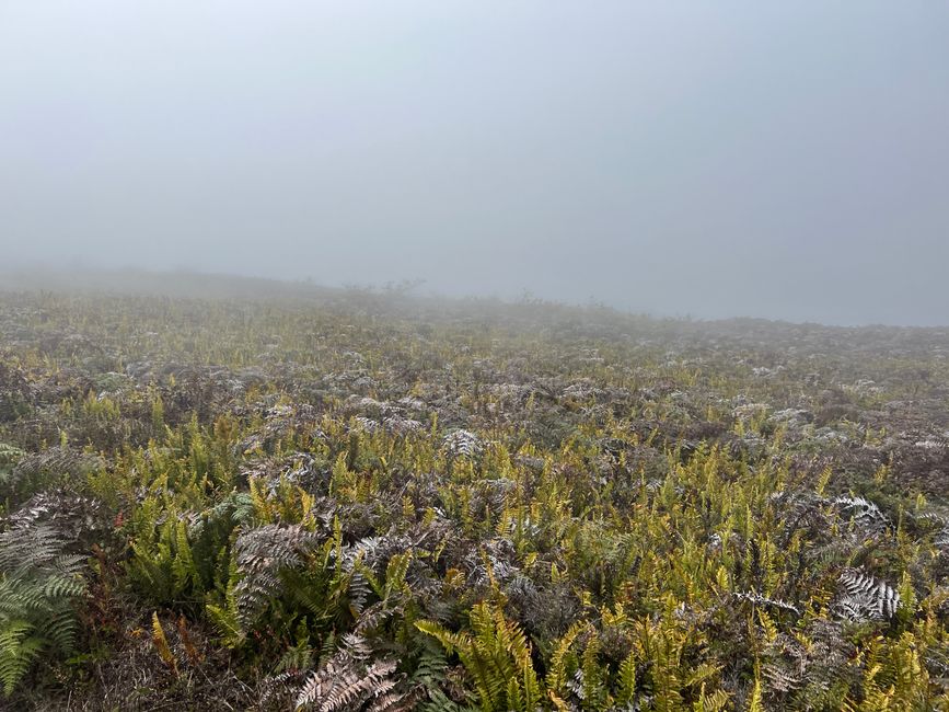 nochmals eine schöne Farnlandschaft