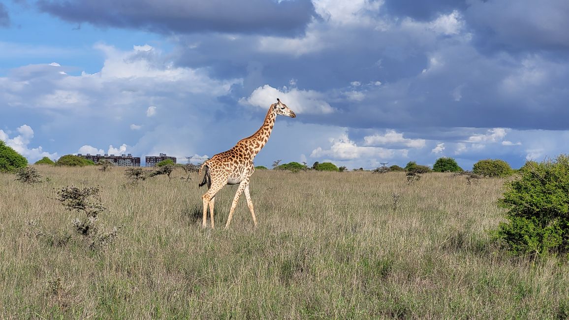 Nairobi National Park - safari at the end
