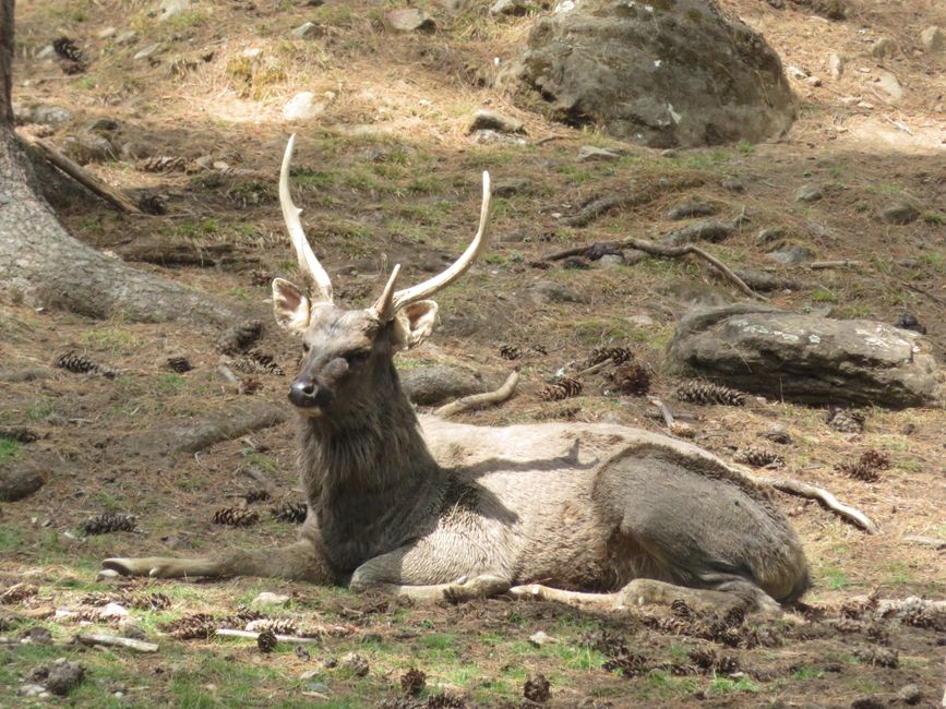 Tierparh Thimphu