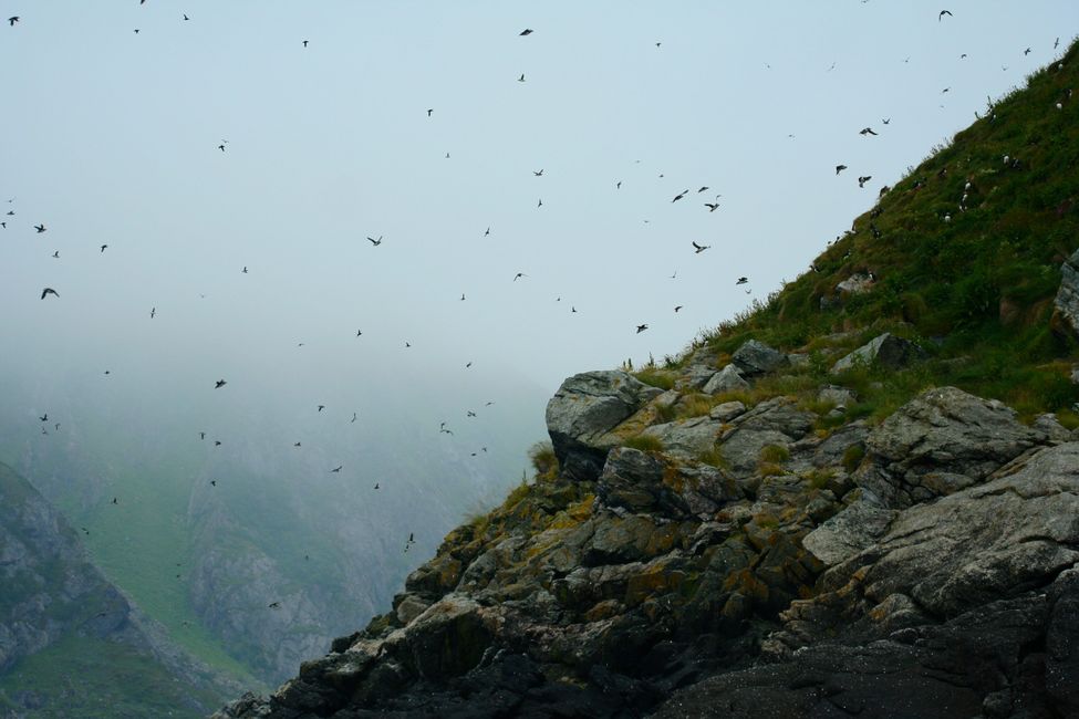 Bleiksøya, Vogelfelsen