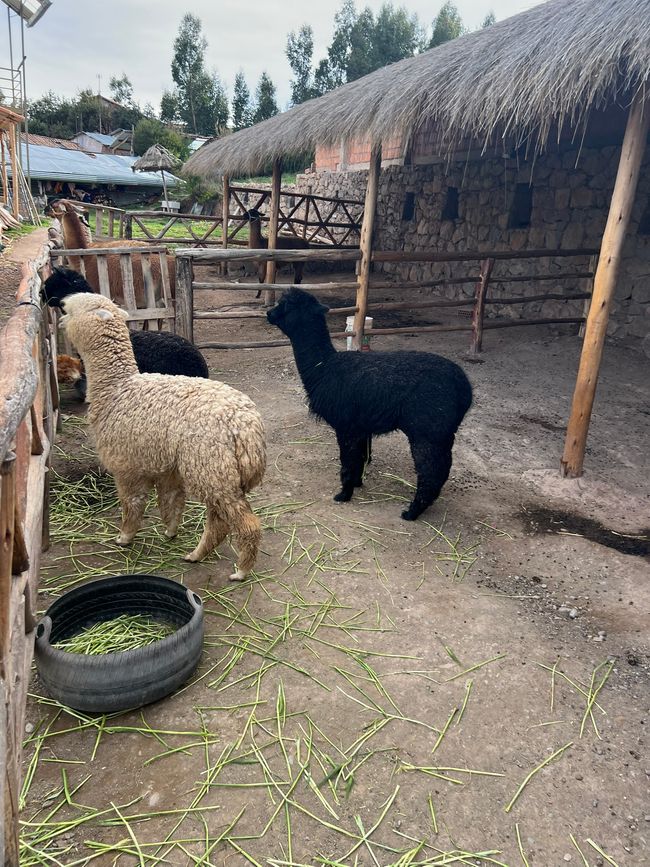 👷♂️Tag 30 (1.11.) Cusco