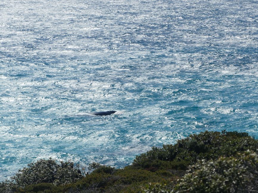 Southern right whale at Point Ann