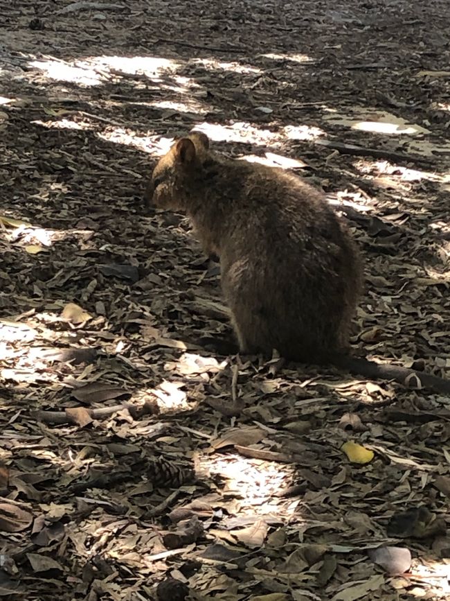 Un quokka - petit kangourou à queue courte