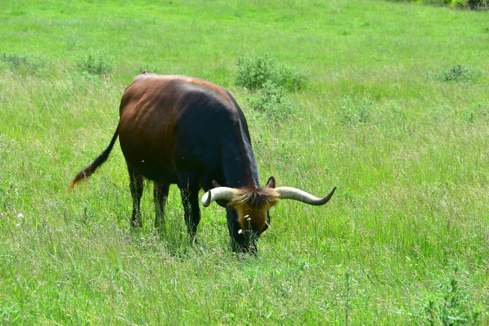 * * * S E C H T A S A F A R I - der Auerochsenweg
bei Bopfingen * * *