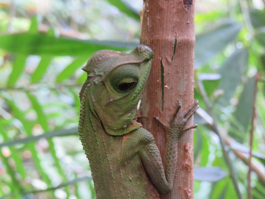 Sinharaja - l'ultima foresta pluviale dello Sri Lanka