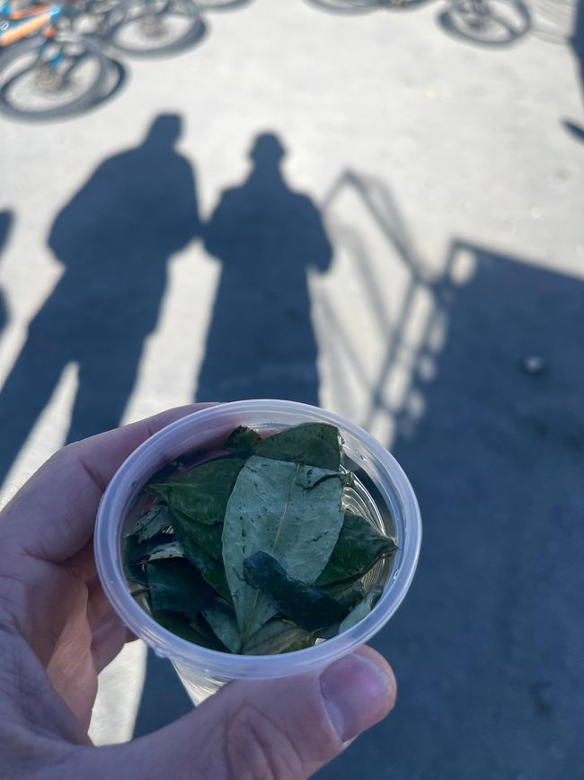 Coca tea to wake up 