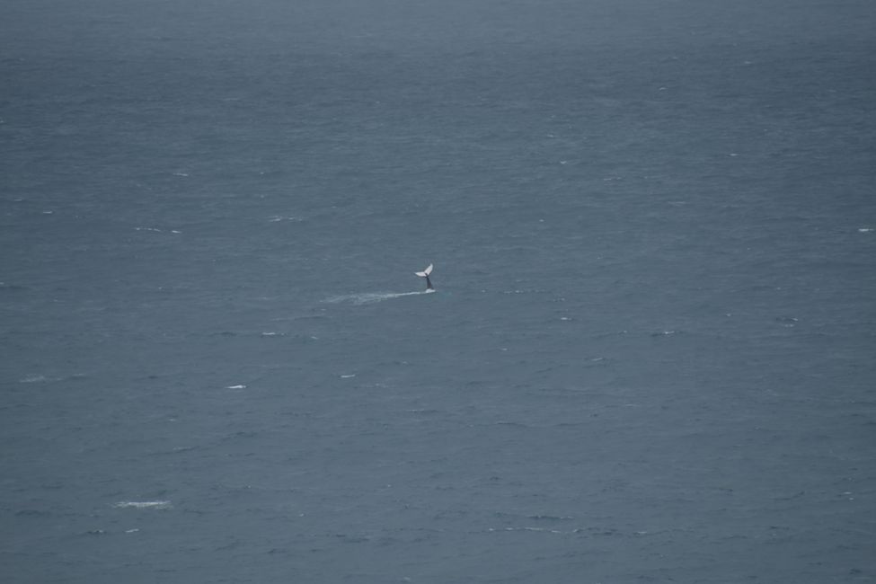 Kalbarri NP - Buckelwal (Schwanz-Schlagen) / Humpback whale (tail slapping)