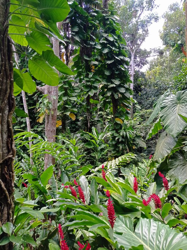 Zoo Guadeloupe