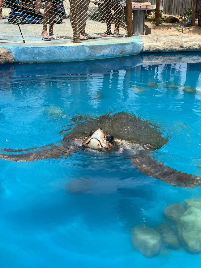 Mama Schildkröte