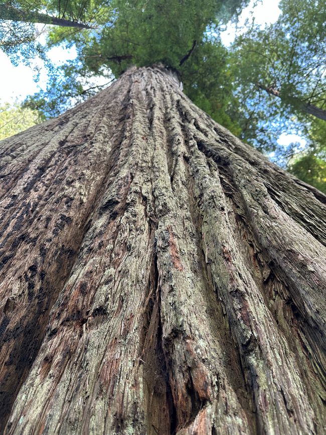 North Californian redwoods