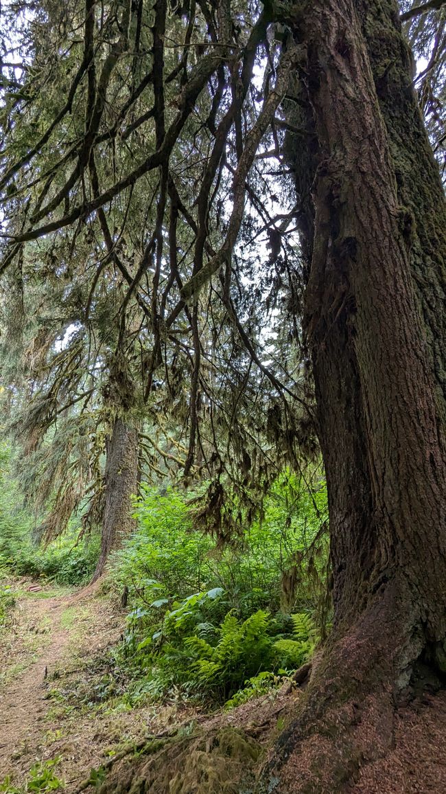 Meziadin Lake Campground, Site 46