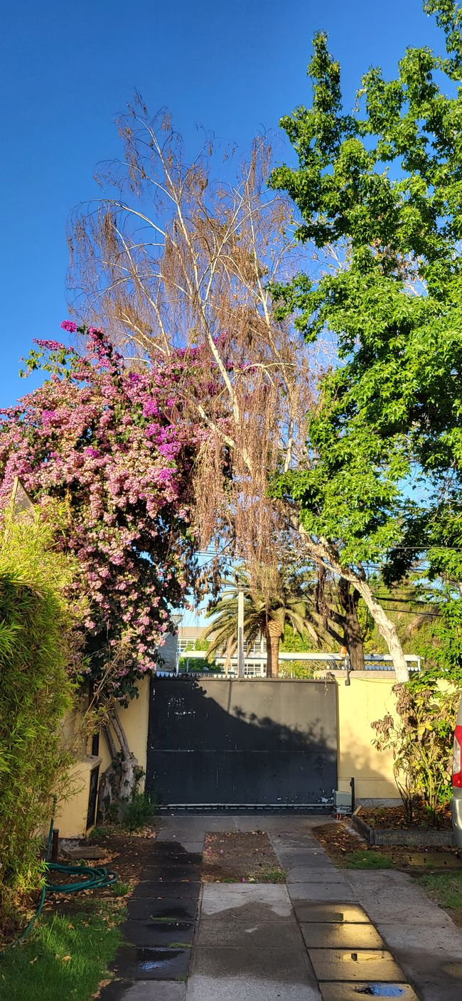 Colegio Del Verbo Divino