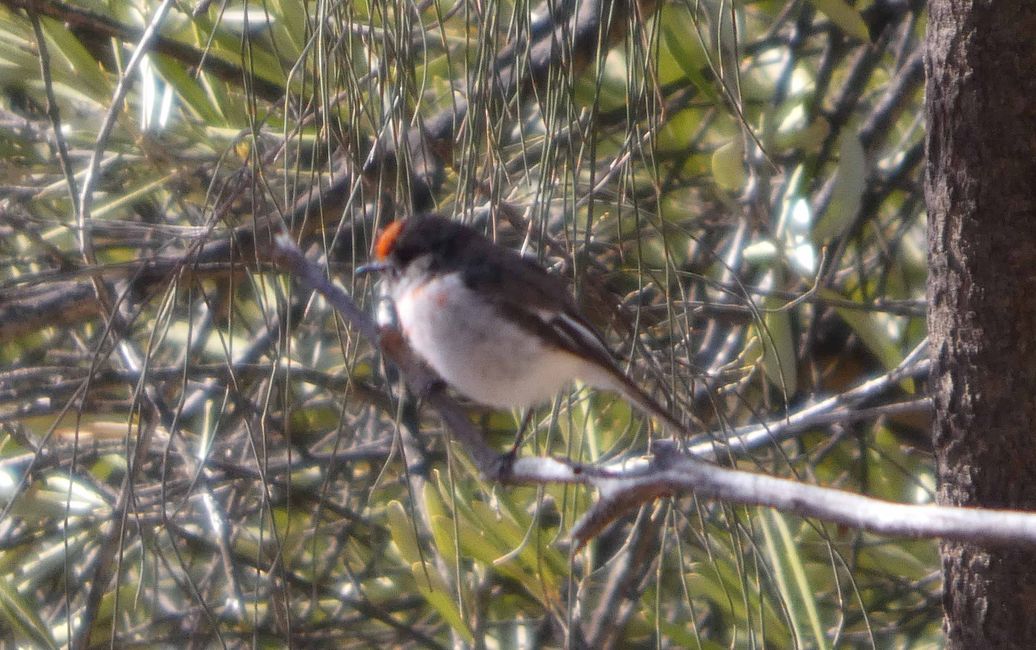 Tanunda, Barossa Valley
