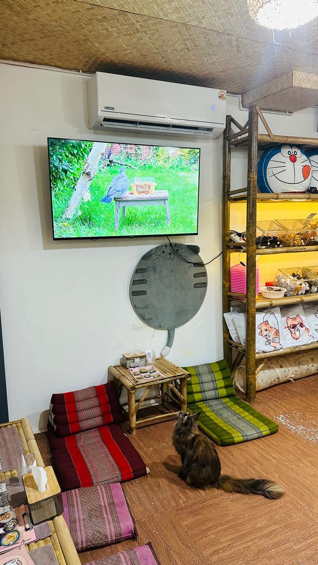 Cafè dei gatti e Mondo Cabybara