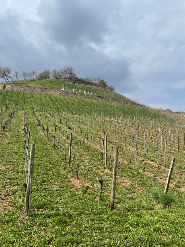 Roter Hang Nierstein