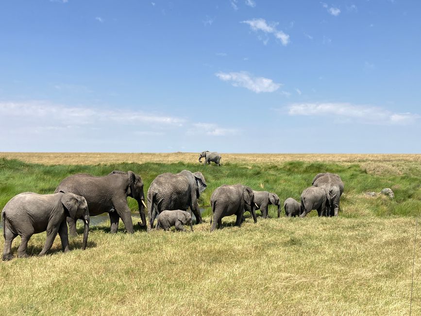 En la Serengeti - Día 2