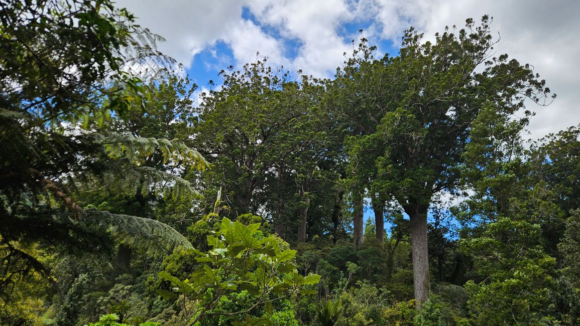 Hahei - The 309 Road - Coromandel