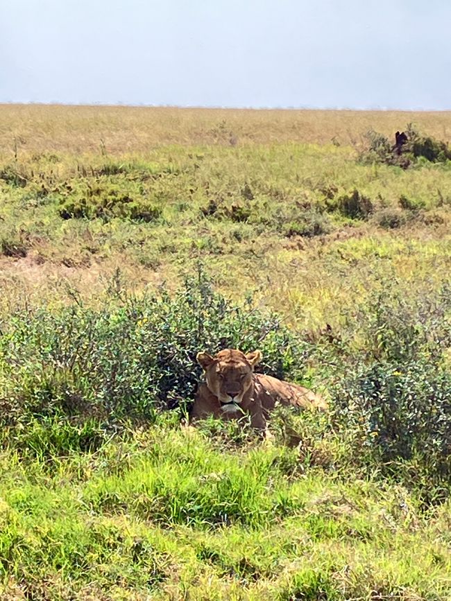 En la Serengeti - Día 2