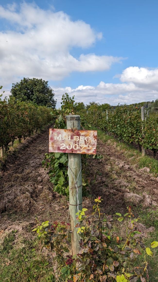 Région viticole Maipu/ Mendoza