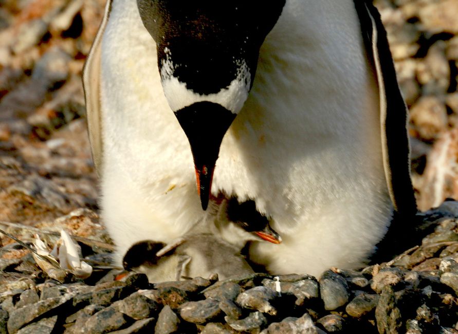 Pingouin à queue de cerf avec des petits