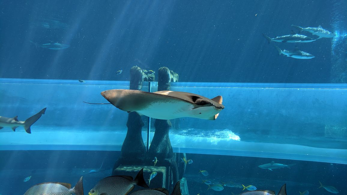 Shark Attack Reifenrutsche