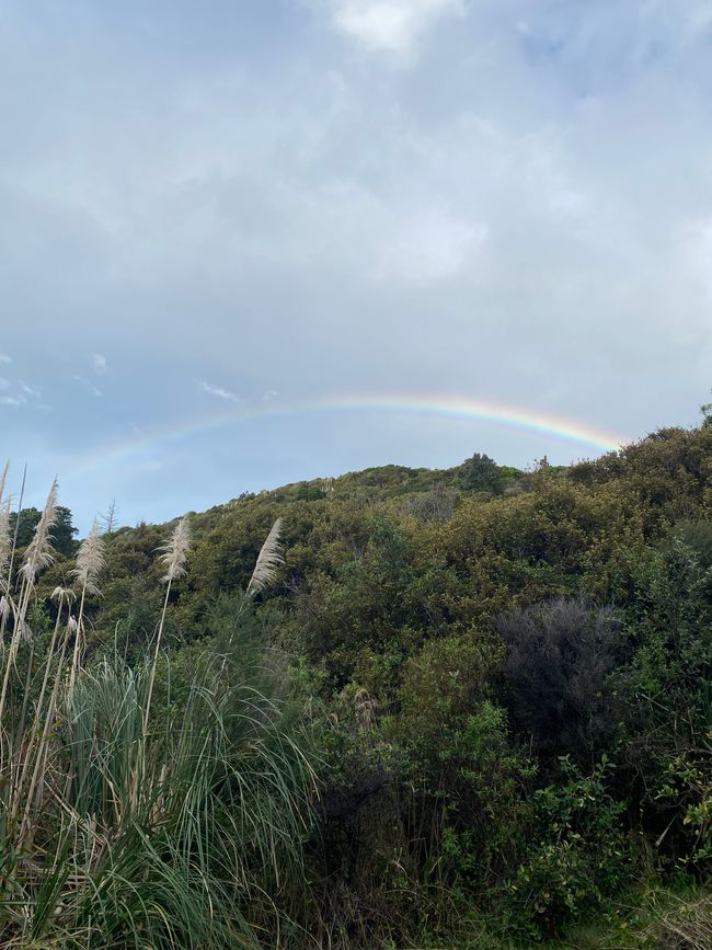 Coromandel loop