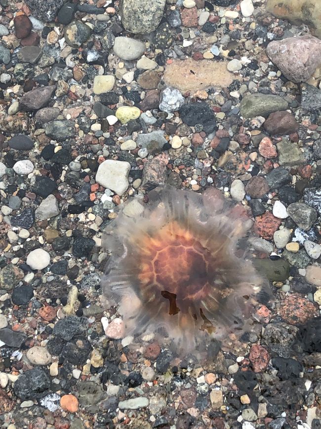 Unfortunately, this jellyfish was no longer alive - but beautiful