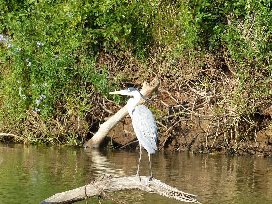 Brasil Pantanal crucero fluvial