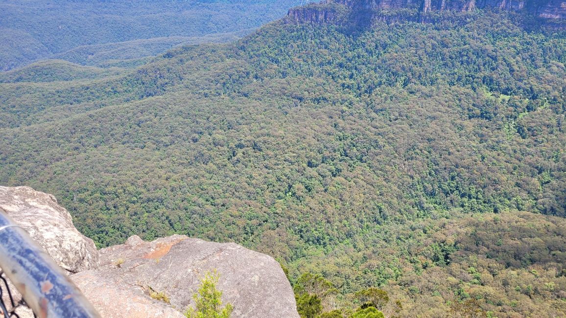 Blue Mountains – Eukalyptusbäume locken nicht nur Koalas an
