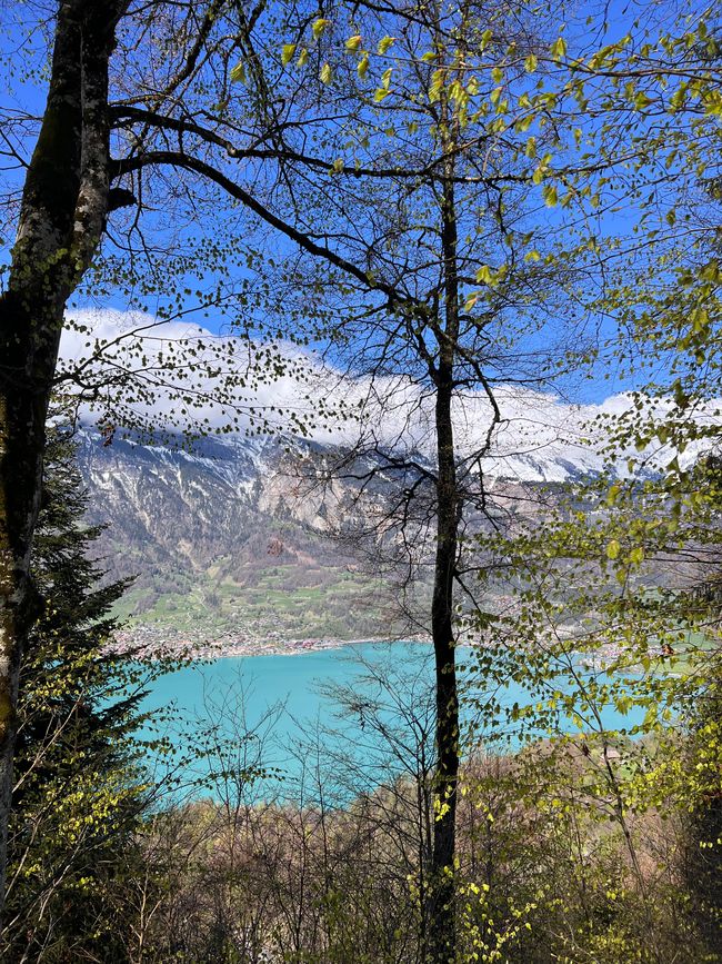Lake Brienz directly below the Schweibenalp