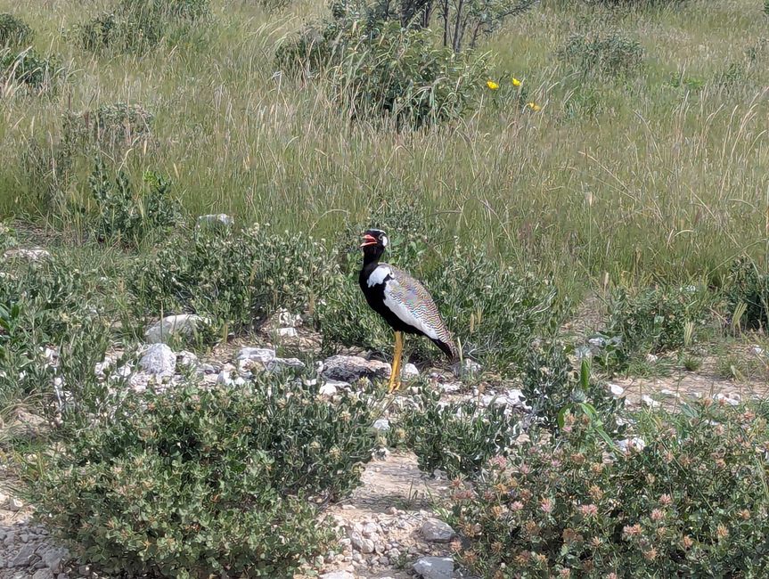 Parc national d'Etosha